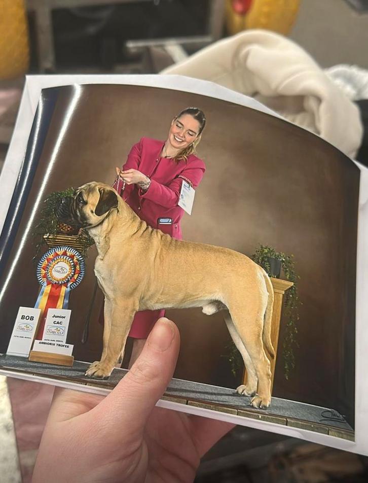 Ter Dekking Aangeboden diverse bullmastiff  dekreuen., Dieren en Toebehoren, Honden | Bulldogs, Pinschers en Molossers, Reu, Fokker | Hobbymatig