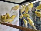 Harzer kanarie | Roller kanarie | Super goede zangvogel, Dieren en Toebehoren, Vogels | Kanaries, Meerdere dieren, Zangkanarie