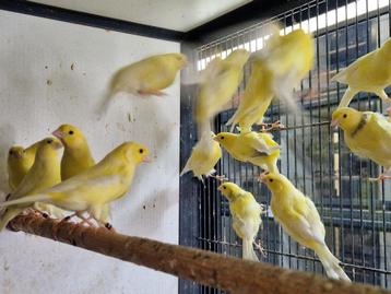 Harzer kanarie | Roller kanarie | Super goede zangvogel beschikbaar voor biedingen