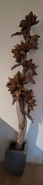 Sororoca decoratieve tak decoratief, Ophalen