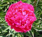 Pioenrozen stekken karl rosenfield, Tuin en Terras, Ophalen of Verzenden, Zomer, Overige soorten, Volle zon