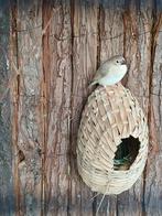 3 binsen astrilde, Dieren en Toebehoren, Vogels | Overige Vogels, Meerdere dieren