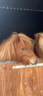 Lieve shetland merrie, Dieren en Toebehoren, Pony's, Merrie, Niet van toepassing, A pony (tot 1.17m), Ontwormd