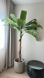 Kunst Bananenplant - 200 cm, Ophalen, 200 cm of meer, Zo goed als nieuw, Overige vormen