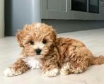 Maltipoo puppy gezocht, Dieren en Toebehoren, Honden | Chihuahua's en Gezelschapshonden, Rabiës (hondsdolheid), Overige rassen