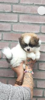 Pomeriaan pups, Dieren en Toebehoren, Honden | Poolhonden, Keeshonden en Oertypen, Keeshond, CDV (hondenziekte), 8 tot 15 weken