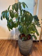 Grote Schefflera met meerdere stammen, Ophalen, 100 tot 150 cm, Overige soorten, Halfschaduw