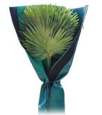 Plantenhoes voor palmen geschikt tot H150cm en stam tot 35cm