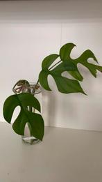 2 Rhaphidophora Tetrasperma stekjes, Huis en Inrichting, Kamerplanten, Ophalen, Halfschaduw, Minder dan 100 cm