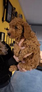 Dwergpoedel pup (dieprood) onmiddelijk beschikbaar, Poedel, Parvo, België, Fokker | Hobbymatig