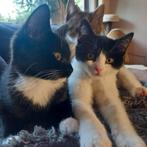Kittens halve britsekorthaar, Dieren en Toebehoren