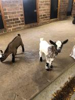 2 dwerggeiten lammetjes, Dieren en Toebehoren, Meerdere dieren, Geit