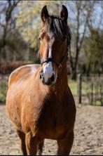 Zeer lieve recreatie paard incl. alle spullen., Dieren en Toebehoren, Paarden, Ruin, Zadelmak, Ontwormd, 160 tot 165 cm