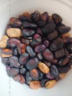 Tuinbonenmix zaden, Ophalen of Verzenden, Voorjaar, Volle zon, Zaad