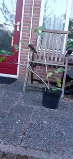 Vijgen boom, Tuin en Terras, Ophalen of Verzenden