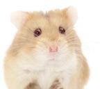 Gezocht mannetjes hamster voor een nestje, Dieren en Toebehoren, Knaagdieren, Hamster, Juni, Mannelijk, Tam