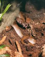 Afrikaanse huisslang bewezen koppel, Dieren en Toebehoren, Reptielen en Amfibieën, 0 tot 2 jaar