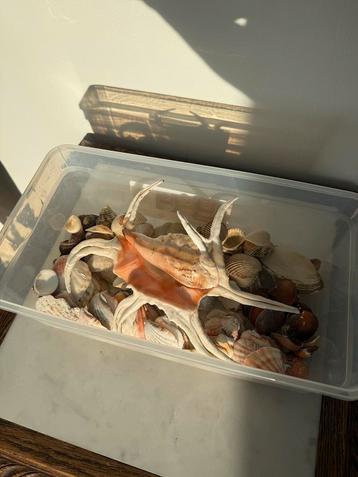 Diverse schelpen beschikbaar voor biedingen