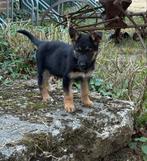 Prachtige Duitse herder pups, Meerdere, Meerdere dieren, Herder, Nederland
