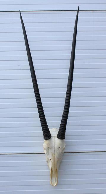 Grote schedel SPIESBOK / ORYX - met kiezen (ref. K) beschikbaar voor biedingen