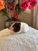 Jong cavia zeugje, Dieren en Toebehoren, Knaagdieren, Vrouwelijk, Cavia, Na 1 juli 2024, Tam