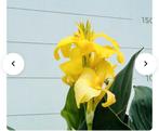Knollen gele Canna, Tuin en Terras, Bloembollen en Zaden, Ophalen, Voorjaar, Volle zon, Knol