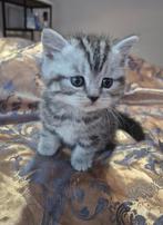 Britse Korthaar Kittens – 3x smoke 1x Silver Tabby, Dieren en Toebehoren, Katten en Kittens | Raskatten | Korthaar, Kater, Gechipt