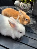 2 lieve Leeuwenkop konijntjes! 🐰💗, Vrouwelijk, Dwerg, 0 tot 2 jaar