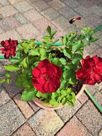 Potrozen Rozen rood Potroos met Bloempot, Tuin en Terras, Ophalen, Zomer, Overige soorten, Volle zon