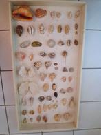 Verzameling schelpen in bak, Verzamelen, Mineralen en Fossielen, Ophalen, Schelp(en)