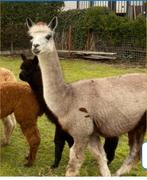 Drachtige alpca merrie, Juni, Vrouwelijk