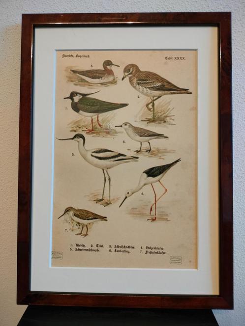 Litho Floericke Kievit Kluut Griel Watersnip Steltloper 1922, Antiek en Kunst, Kunst | Litho's en Zeefdrukken, Ophalen of Verzenden