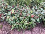 Viburnum tinus/davidii, Ophalen, Winter, Overige soorten, Halfschaduw