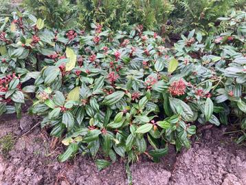 Viburnum tinus/davidii beschikbaar voor biedingen