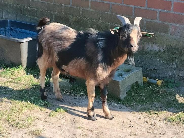 Dwerggeit maanvlek bok te huur voor dekking, Dieren en Toebehoren, Schapen, Geiten en Varkens, Geit, Mannelijk, 0 tot 2 jaar