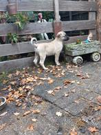 1 anatolische herder x hollandse herder teefje, Dieren en Toebehoren, Honden | Niet-rashonden, Rabiës (hondsdolheid), 8 tot 15 weken