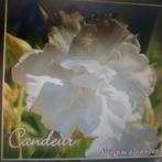 Nerium oleander Candeur meervoudige Sneeuw wit