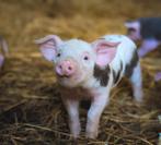 Prachtige Bentheimer X Pietrain biggen ter reservering, Dieren en Toebehoren, Schapen, Geiten en Varkens, Meerdere dieren, Varken