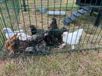 Verschilende brahma kuikens, Dieren en Toebehoren, Kip