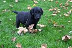 mooie zwarte flatcoated retriever pups, Overige rassen, CDV (hondenziekte), 8 tot 15 weken, Meerdere dieren