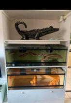 Mooi stevig terrariummeubel met 2 grote terrariums, Dieren en Toebehoren, Reptielen en Amfibieën | Toebehoren, Ophalen, Gebruikt