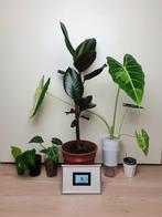 Set kamerplantjes en schilderij, alocasia, zamioculcas, hoya, Huis en Inrichting, Kamerplanten, Overige soorten, In pot, Minder dan 100 cm