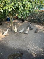 Indische loopeenden (flessen eenden ), Meerdere dieren, Eend