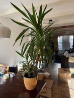 Yucca Palmboom - 1,20m hoog!, Ophalen, 100 tot 150 cm, Halfschaduw, In pot