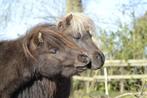 Mini shetlander ruintje en mini paardje hengst, Dieren en Toebehoren, Paarden, Gechipt, Minder dan 160 cm, Niet van toepassing