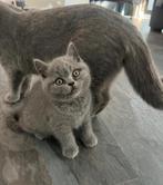 Raszuivere Britse korthaar kittens ( mogen nestje verlaten ), Meerdere dieren, Gechipt, 0 tot 2 jaar