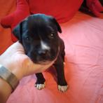 Prachtig nest van 12 pups: Presa Canario x Cane Corso, Overige rassen, 8 tot 15 weken, Meerdere, Meerdere dieren