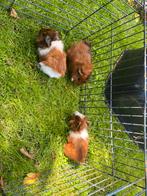 Mooie borstelhaar cavia's (gezond), Cavia, Juli, Meerdere dieren, Tam