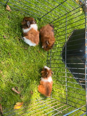 Mooie borstelhaar cavia's (gezond) beschikbaar voor biedingen