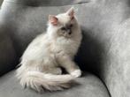 3 Ragdoll kittens beschikbaar, Dieren en Toebehoren, Katten en Kittens | Raskatten | Langhaar, Meerdere dieren, Ontwormd, 0 tot 2 jaar